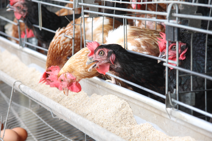 Mysterious disease kills poultry in India