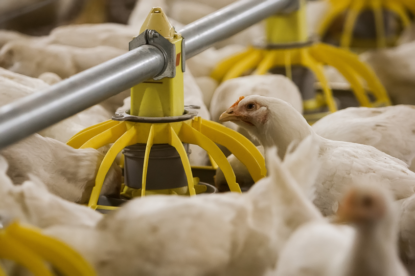 WOP_25_Healthy microbiome supports antibiotic free production. Photo: Ronald Hessink