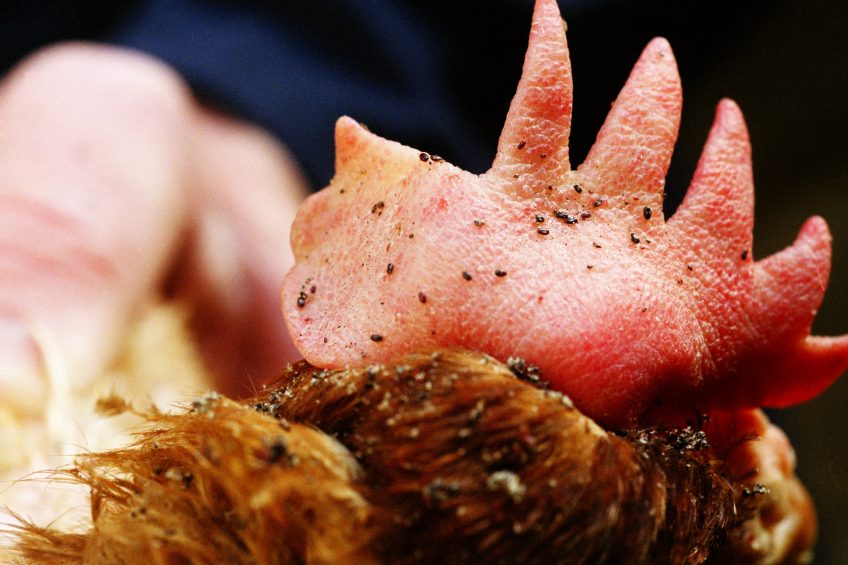 New water-based red mite treatment 99% effective. Photo: Van Assendelft Fotografie