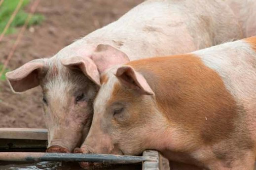 Pig health  hazard perception  video app launched. Photo: Tim Scrivener