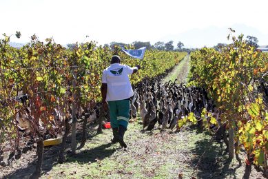 Ducks are an ideal natural pest control and marketing tool. Photo: Vergenoegd