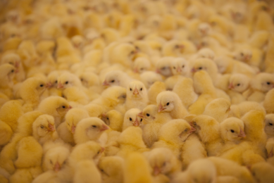 Knowledge gaps in fight against animal influenza