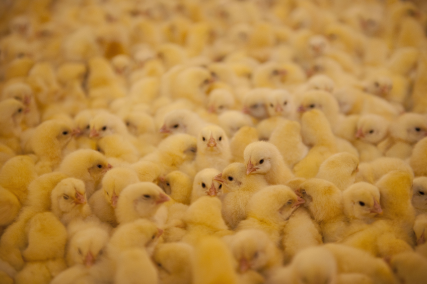 Knowledge gaps in fight against animal influenza