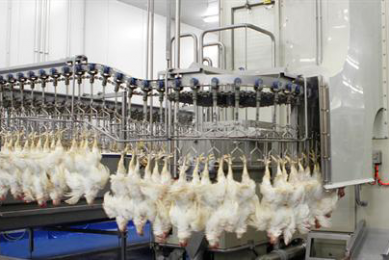 The product hangs from an overhead conveyor and automatically passes the nozzles blowing the scalding air.