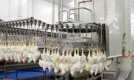 The product hangs from an overhead conveyor and automatically passes the nozzles blowing the scalding air.
