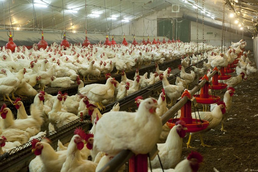 Breeding stock deliveries are disrupted here and there. Photo: Wick Natzijl