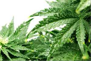 Research: Feeding hens with hemp