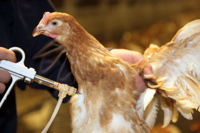 Improving control of IB  variants in layers and breeders