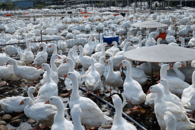 Taiwan: Poultry shortage feared after AI outbreak