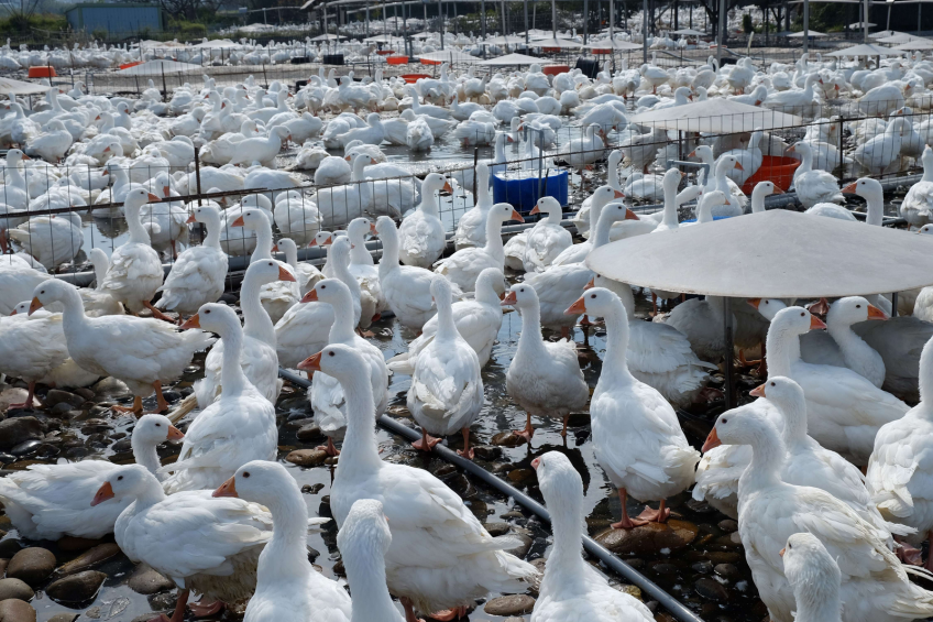 Taiwan: Poultry shortage feared after AI outbreak