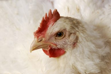 Bristol University opens new poultry facility. Photo: Design Pics Inc/REX/Shutterstock