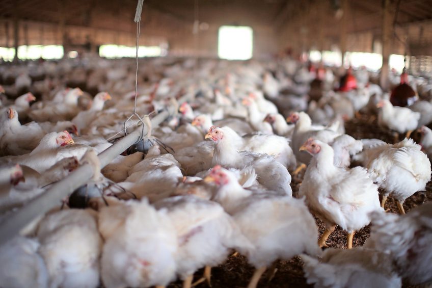 US broiler farmers fight chicken cartel. Photo: ANP