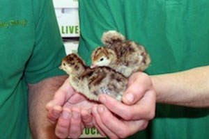 UK pedigree hatchery gears up for export growth