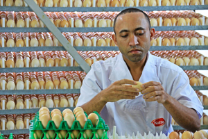 Frango Natto plans green field hatchery project
