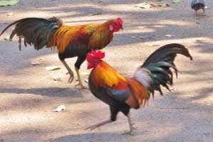 The AI impact on Thai indigenous chicken