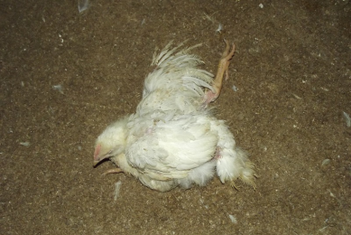 Dealing with broiler immobility
