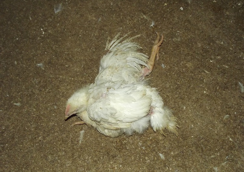 Dealing with broiler immobility