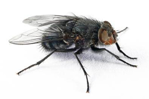 EU project on vectors of diseases launched