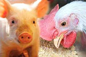 Only four countries receive highest animal welfare rating
