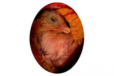 Study: Effect of canthaxanthin non eggs & embroyo