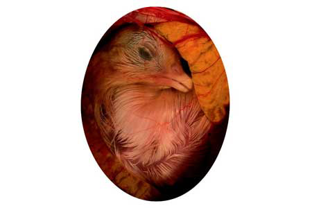 Study: Effect of canthaxanthin non eggs & embroyo