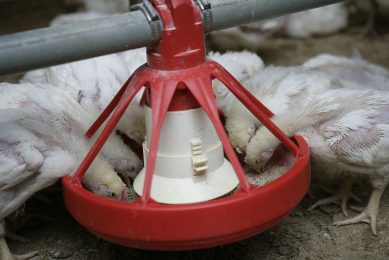 The algae-residual flows cannot be added to chicken feed without further processing. Otherwise digestion could be disrupted. Photo: Jan Willem Schouten