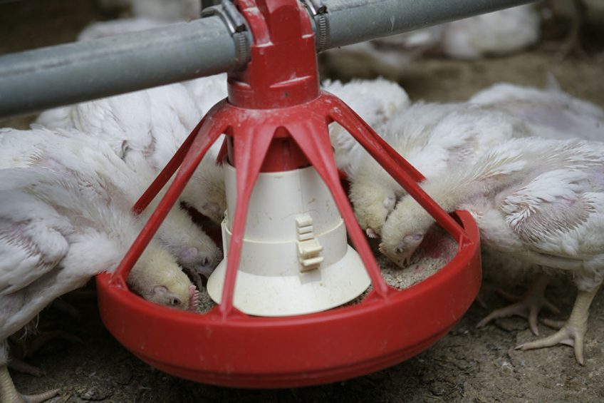 The algae-residual flows cannot be added to chicken feed without further processing. Otherwise digestion could be disrupted. Photo: Jan Willem Schouten