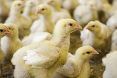 Webinar: Controlling BCO lameness without antibiotics
