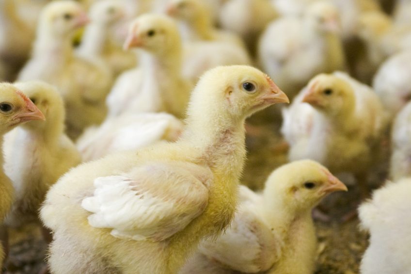 Webinar: Controlling BCO lameness without antibiotics