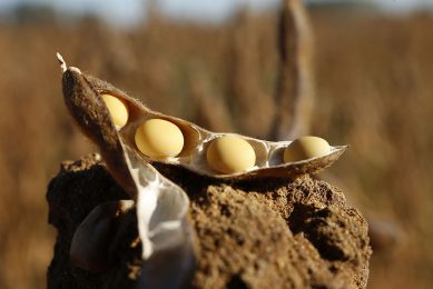 A record stock, good production forecasts and diminishing demand due to swine fever makes soy prices go down.