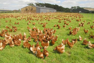 Analysis: How retailers plan to replace colony egg. Photo: John Eveson/FLPA/imageBROKER/REX/Shutterstock