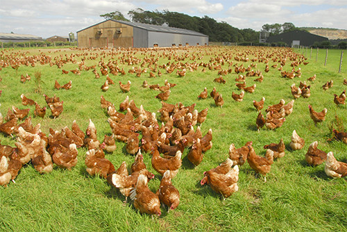 Analysis: How retailers plan to replace colony egg. Photo: John Eveson/FLPA/imageBROKER/REX/Shutterstock