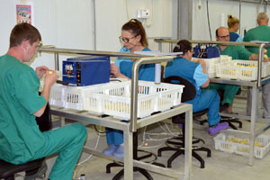 Cobb opens new hatchery in Russian expansion plans
