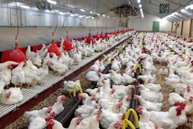 Canthaxanthin improves breeding performance