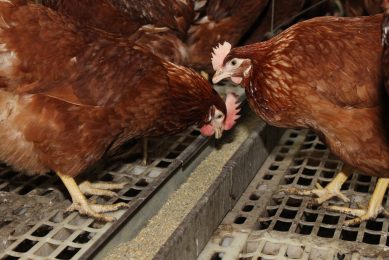 Mixing feed, rather than buying in rations, allows farmers to tailor diets with precision. Photo: Poultry World