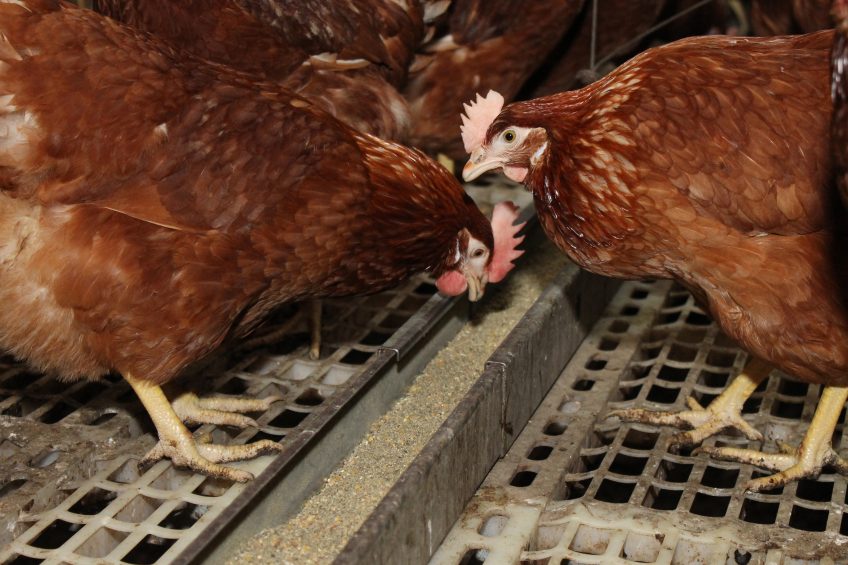 Mixing feed, rather than buying in rations, allows farmers to tailor diets with precision. Photo: Poultry World