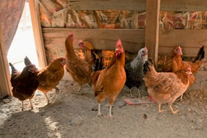 Shangai live poultry markets to be closed by end of month