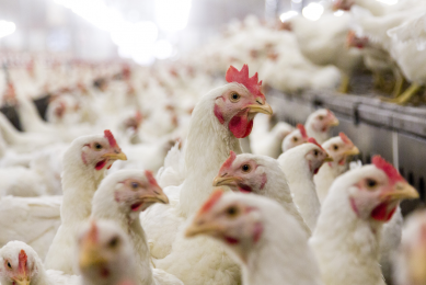 Essential oils key in fight against antibiotic use