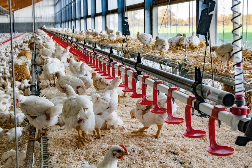 What are the implications of slower growing birds? Photo: Ronald Hissink