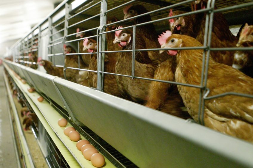 Progress on OIE Global Hen Housing Standards. Photo: Michel Zoeter