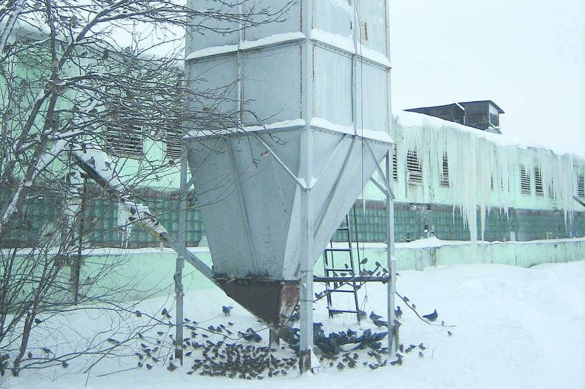 Wild birds feeding. Photo: Roodbont
