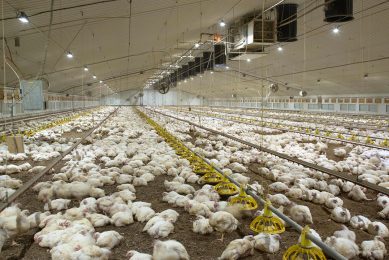 Thanks to the Epikur project about 2% of poultrymeat on the Ukrainian market is produced without any use of in-feed antibiotics. Photo: Tim Scrivener
