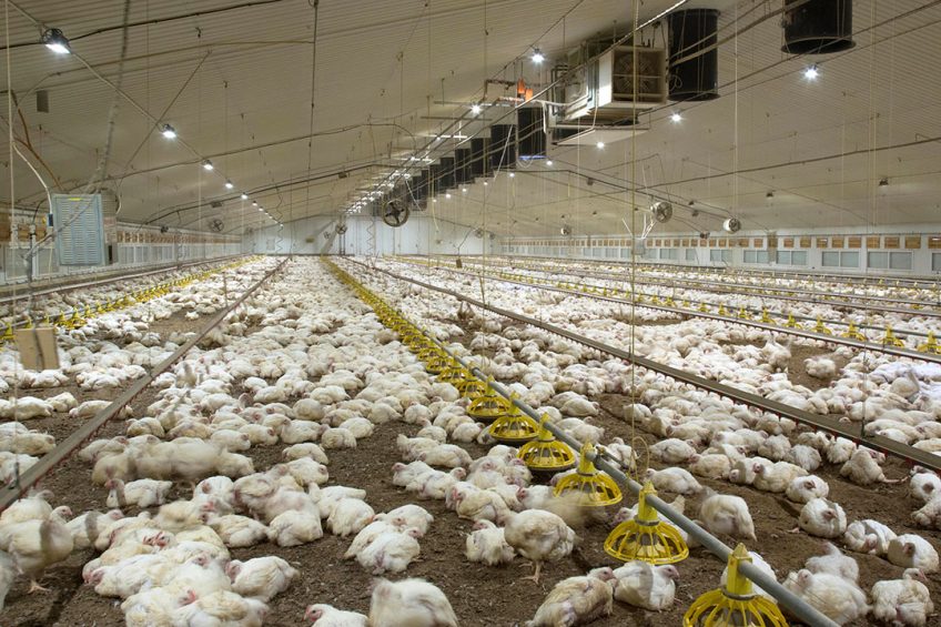 Thanks to the Epikur project about 2% of poultrymeat on the Ukrainian market is produced without any use of in-feed antibiotics. Photo: Tim Scrivener