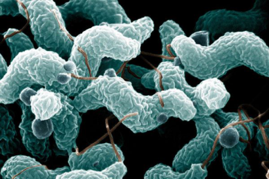 Study: Hot air reduces Campylobacter in poultry cages