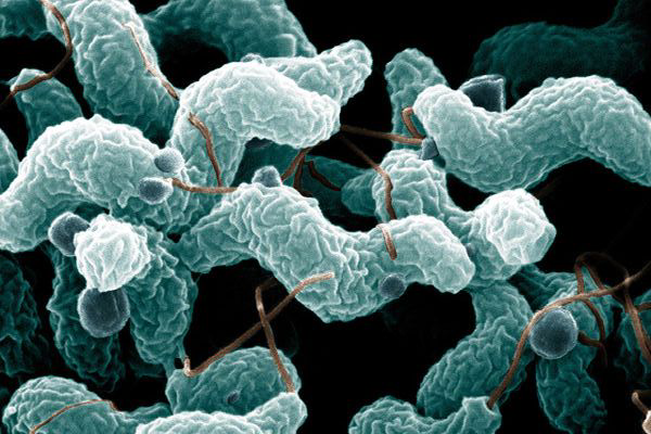 Study: Hot air reduces Campylobacter in poultry cages