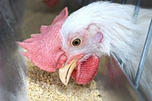 EFSA confirms efficacy of feed additive from Novus