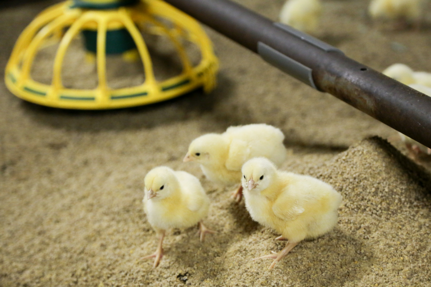 For broiler chickens, diets are often formulated as to contain 22%  protein for the starter feed and 19% for the finisher feed, with a  metabolisable energy value in the order of 3.3 ME/Kg. <em>Photo: Jan-Willem Van Vliet</em>