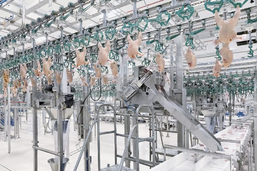 Hygiene should be of paramount importance in poultry processing plants. Photo: Taifun