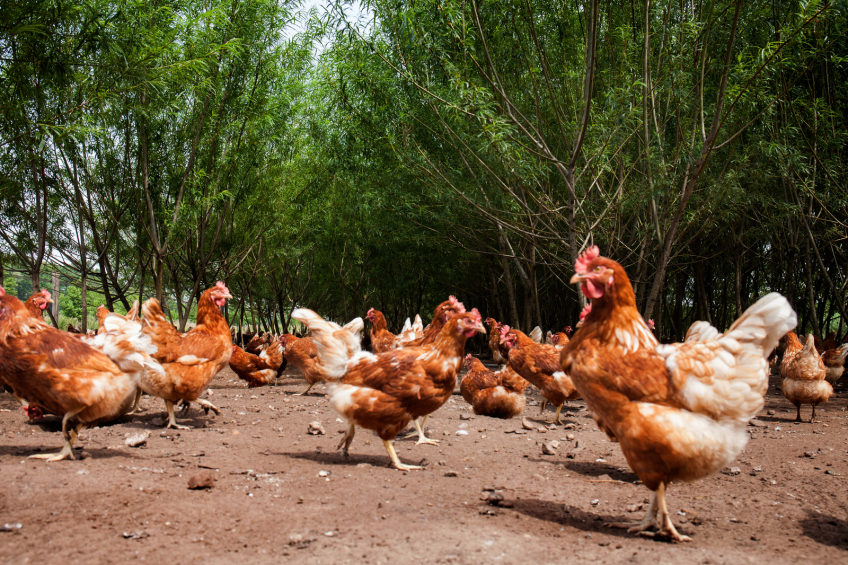 Parasites on chickens: backyard v commercial