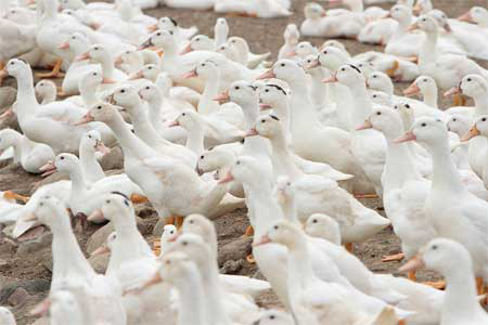 Indonesia to produce AI H5N1 clade 2.3.2 vaccine